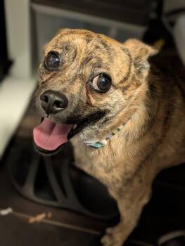 Cha Cha -  Chihuahua Dog for Adoption in Roseville, California - Cha Cha | PetCurious
