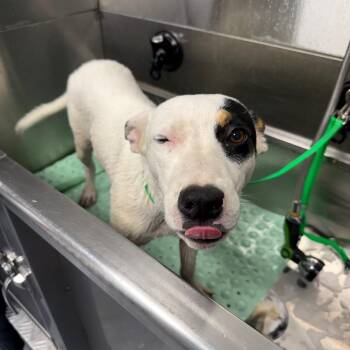 Winona -  Mixed Breed Dog for Adoption in Tacoma, Washington - Winona | PetCurious