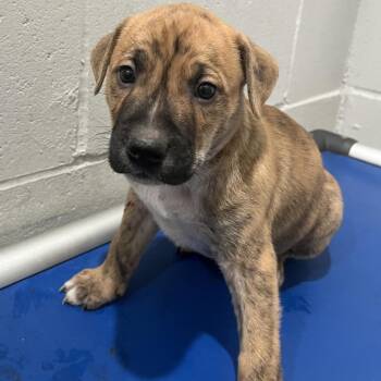 Richie -  Rottweiler and Mixed Breed Dog for Adoption in Richmond Hill, Georgia - Richie | PetCurious