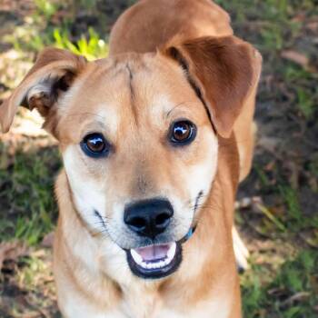Mixed Breed Dogs Available for Adoption in Middletown, Rhode Island - Echo | PetCurious