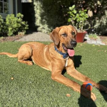 Lyle Lovett -  Hound and Mixed Breed Dog for Adoption in San Francisco, California - Lyle Lovett | PetCurious