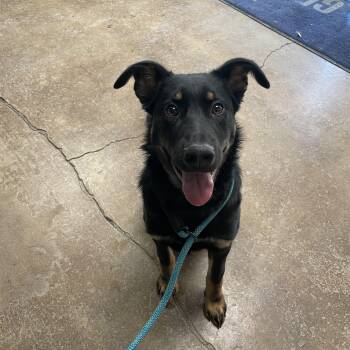 German Shepherd Dog Dogs Available for Adoption - Donny | PetCurious