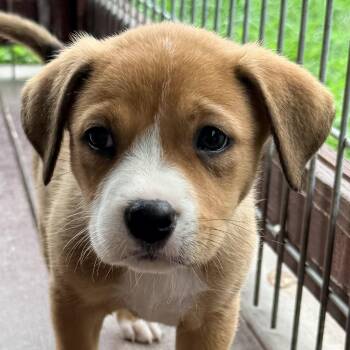 Terrier Dogs Available for Adoption in Bulverde, Texas - Juniper | PetCurious