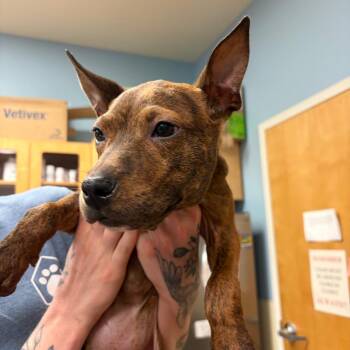 Miley -  Mixed Breed Dog for Adoption in Chattanooga, Tennessee - Miley | PetCurious