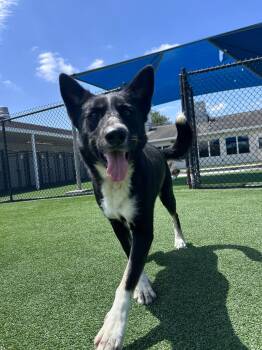 Rescue Mixed Breed Dogs for Adoption in Spring, Texas - Faye | PetCurious