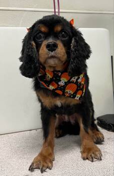 Rescue Cavalier King Charles Spaniel Dogs for Adoption in Brandon, South Dakota - Ivy | PetCurious