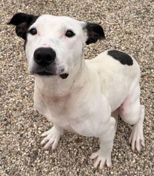 Rescue Pit Bull Terrier Dogs for Adoption in Jefferson, Wisconsin - Darla | PetCurious