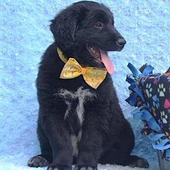 Shepherd and Siberian Husky Dogs Available for Adoption in Cincinnati, Ohio - Baloo | PetCurious