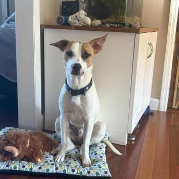 Charlie -  Jack Russell Terrier and American Bulldog Dog for Adoption in Wayne, New Jersey - Charlie | PetCurious