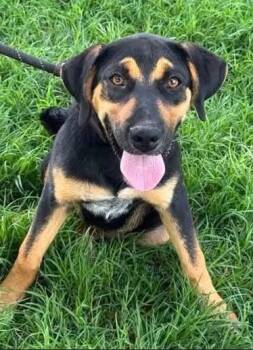 KC -  Mixed Breed Dog for Adoption in Tucumcari, New Mexico - KC | PetCurious