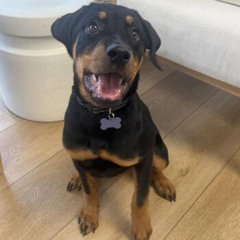 Marlow -  Rottweiler Dog for Adoption in Chesapeake, Virginia - Marlow | PetCurious