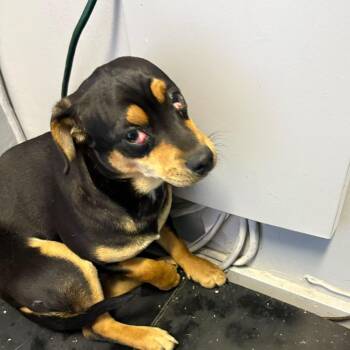 Mixed Breed Dogs Available for Adoption in Summerlee, West Virginia - Chase | PetCurious