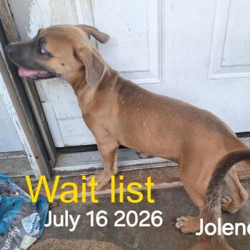 Jolene -  Mixed Breed Dog for Adoption in Livingston, Texas - Jolene | PetCurious