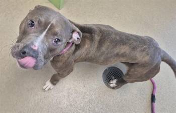 HOMIE -  Pit Bull Terrier Dog for Adoption in Decatur, Illinois - HOMIE | PetCurious