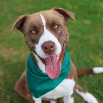 BRODIE -  Mastiff Dog for Adoption in San Antonio, Texas - BRODIE | PetCurious