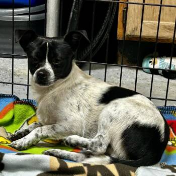 D26-054 Bruce -  Pomeranian and Mixed Breed Dog for Adoption - D26-054 Bruce | PetCurious