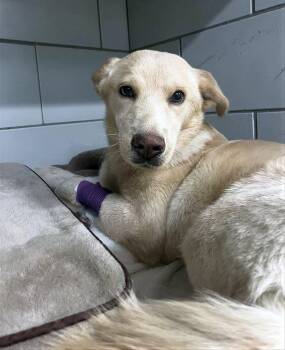 Mixed Breed Dogs Available for Adoption - Penny Whistle | PetCurious