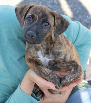 Rescue Hound Dogs for Adoption in Harrison, New York - Mollie | PetCurious