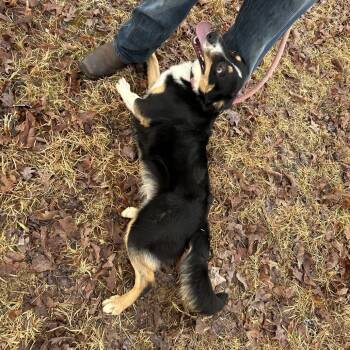 Rescue Australian Shepherd Dogs for Adoption in Blairsville, Georgia - Peaches | PetCurious
