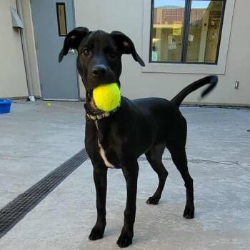 Pit Bull Terrier and Black Labrador Retriever Dogs Available for Adoption in Parkersburg, West Virginia - Duke | PetCurious
