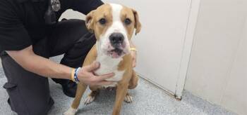 LADYBUG -  American Staffordshire Terrier and Mixed Breed Dog for Adoption in Rowlett, Texas - LADYBUG | PetCurious