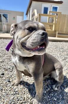 Bulldog and Mixed Breed Dogs Available for Adoption in Oxford, Michigan - Chloe | PetCurious