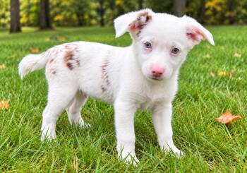 Casper -  Australian Shepherd and Chihuahua Dog for Adoption in New Baltimore, Michigan - Casper | PetCurious