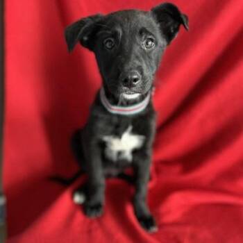 Labrador Retriever Dogs Available for Adoption in Red Bluff, California - Lucas | PetCurious