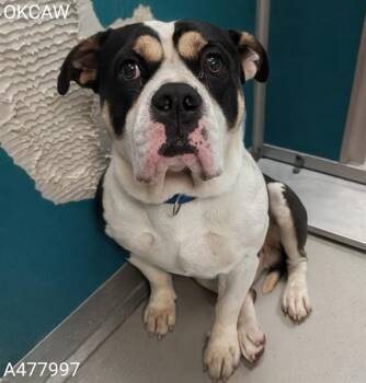 A477997 -  Pit Bull Terrier and Mixed Breed Dog for Adoption in Oklahoma City, Oklahoma - A477997 | PetCurious