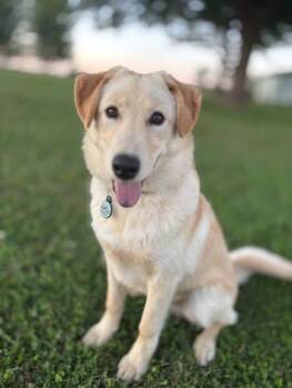 Rescue Samoyed and Australian Shepherd Dogs for Adoption in Black River Falls, Wisconsin - Kona | PetCurious