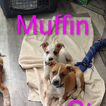 Rescue Australian Cattle Dog Blue Heeler and Mixed Breed Dogs for Adoption in Melbourne, Kentucky - Muffin | PetCurious