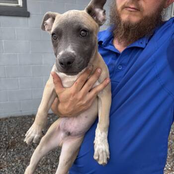 Jax, brother of Max, absolutely cute little 3 month old baby -  Catahoula Leopard Dog Dog for Adoption in Charlottesville, Virginia - Jax, Brother Of Max, Absolutely Cute Little 3 Month Old Baby | PetCurious