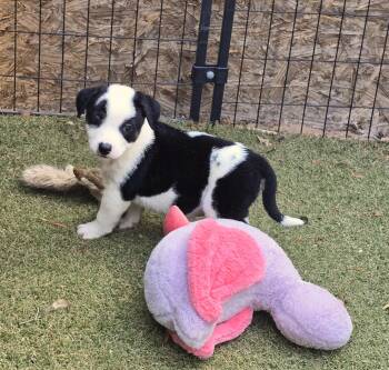 Border Collie and Australian Shepherd Dogs Available for Adoption in Apache Junction, Arizona - Necklace | PetCurious