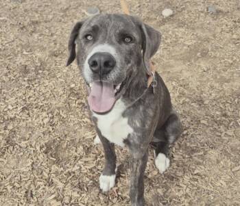Rescue Labrador Retriever and Mixed Breed Dogs for Adoption in Albuquerque, New Mexico - CAMERON | PetCurious