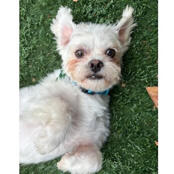 TIMMY -  Maltese and Shih Tzu Dog for Adoption in Pleasanton, California - TIMMY | PetCurious
