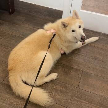 Rescue Akita Dogs for Adoption in Harlingen, Texas - Dabai | PetCurious