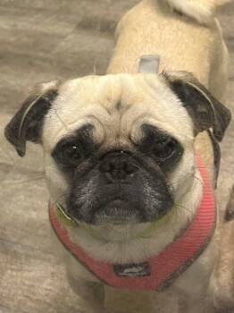 Rescue Pug Dogs for Adoption in Lake Forest, California - Bella Pug | PetCurious