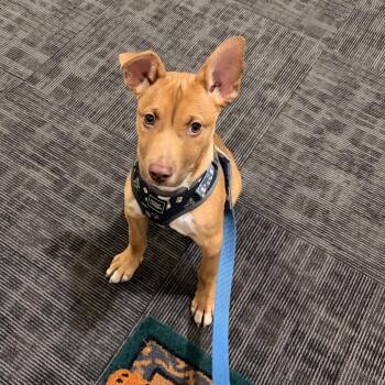 Mixed Breed Dogs Available for Adoption - ALPHARETTA - Fenway | PetCurious