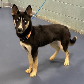 Marble -  Husky and Shepherd Dog for Adoption in Greensboro, North Carolina - Marble | PetCurious