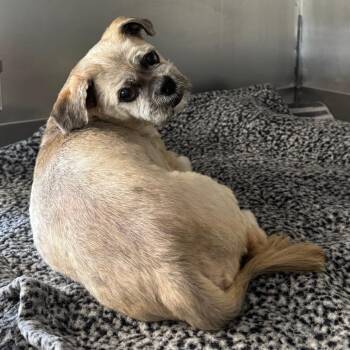 Tuffy -  Shih Tzu and None Dog for Adoption in Saint Charles, Missouri - Tuffy | PetCurious