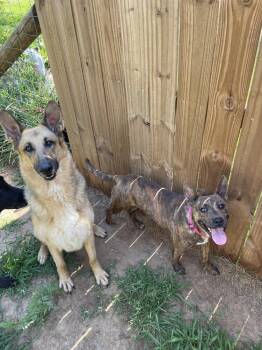Summer -  German Shepherd Dog and Terrier Dog for Adoption in Newnan, Georgia - Summer | PetCurious
