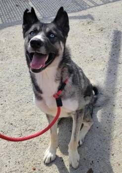 Rescue Siberian Husky Dogs for Adoption in Philadelphia, Pennsylvania - Soli | PetCurious