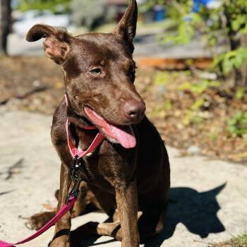 Rescue Labrador Retriever Dogs for Adoption in Williston, Vermont - Brooke | PetCurious