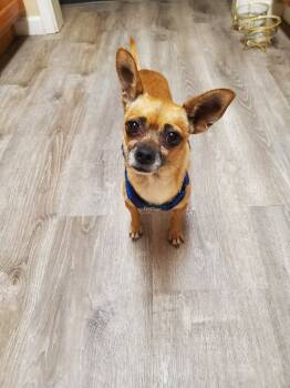 Rescue Chihuahua Dogs for Adoption in Boerne, Texas - Etta | PetCurious