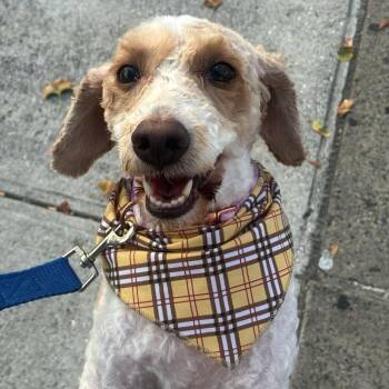 Dolce -  Poodle and Mixed Breed Dog for Adoption in New York, New York - Dolce | PetCurious