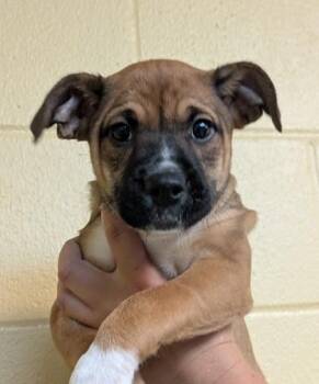 Hope -  Mixed Breed Dog for Adoption in Bellingham, Washington - Hope | PetCurious