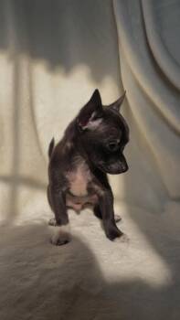 Archie: Not at shelter (Suzanna) -  Chihuahua and Pomeranian Dog for Adoption in Rustburg, Virginia - Archie: Not At Shelter (Suzanna) | PetCurious