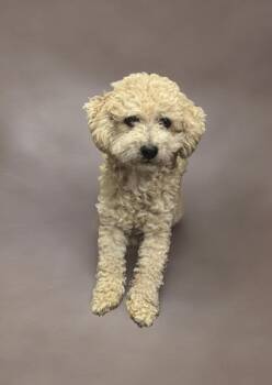 Rescue Poodle Dogs for Adoption in Los Angeles, California - Cream Puff | PetCurious