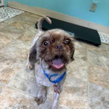 Shih Tzu Dogs Available for Adoption in Boerne, Texas - Benson | PetCurious