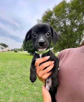 Orwell -  Mixed Breed Dog for Adoption in Milton, Delaware - Orwell | PetCurious